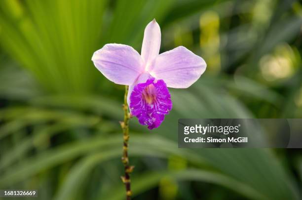 bamboo orchid (arundina graminifolia) in bloom in a sub tropical garden - fuchsia orchids stock pictures, royalty-free photos & images