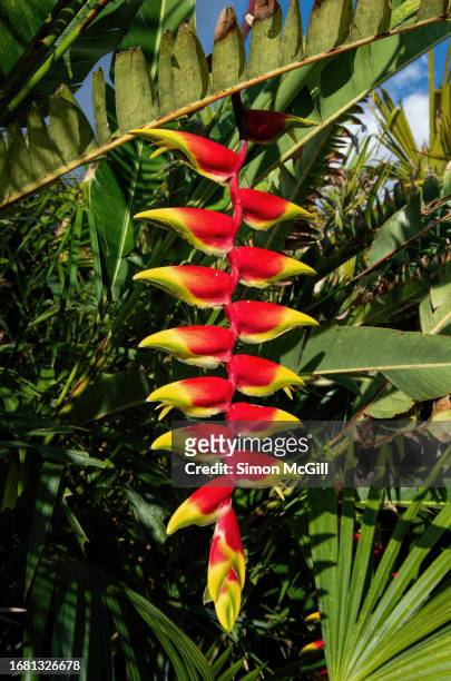 heliconia rostrata (hanging lobster claw or false bird of paradise) inflorescence - hawaiian heliconia stock pictures, royalty-free photos & images