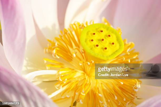 close up of lotus - pistil stock pictures, royalty-free photos & images