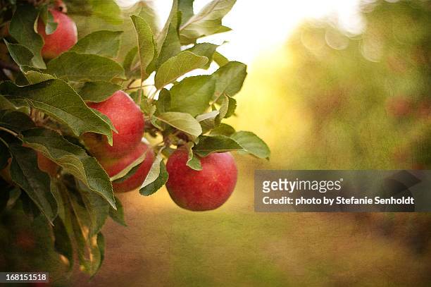 autumn in the orchard - apple tree stock pictures, royalty-free photos & images