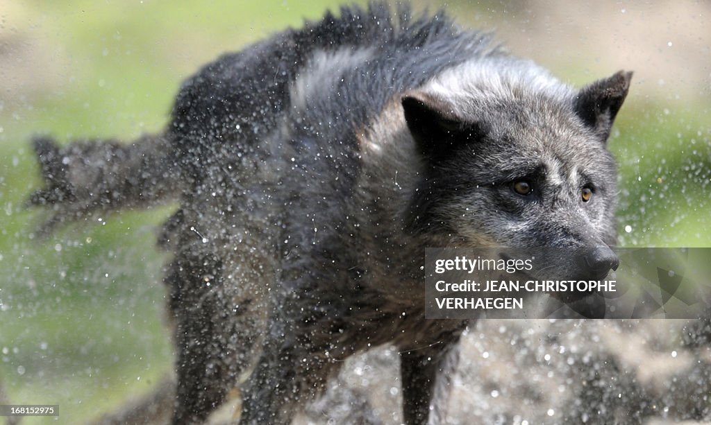FRANCE-ANIMALS-WOLF
