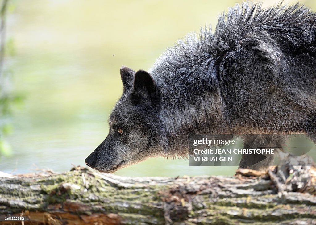 FRANCE-ANIMALS-WOLF