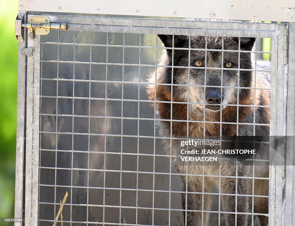 FRANCE-ANIMALS-WOLF