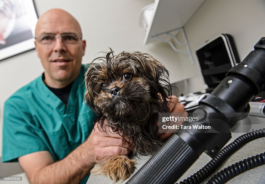 Dr. Joseph C. Wolfer who specializes in veterinary ophthalmology... News  Photo - Getty Images