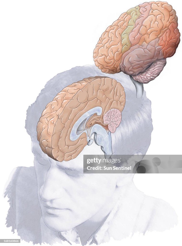 Brain