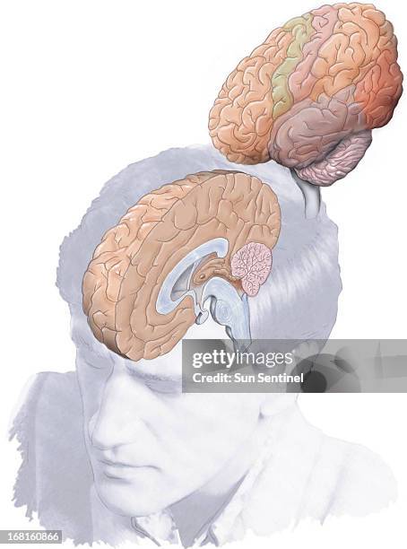 39p x 52p R. Scott Horner color illustration of left, right halves of human brain.