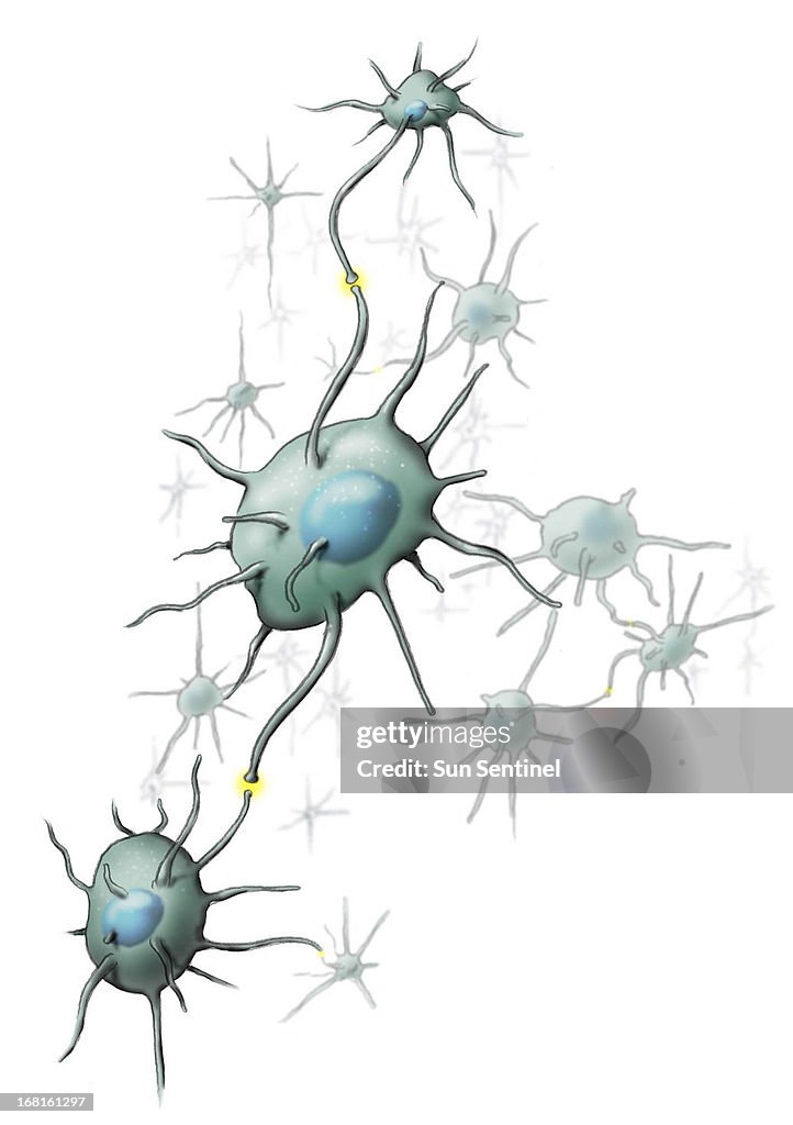 Neurons