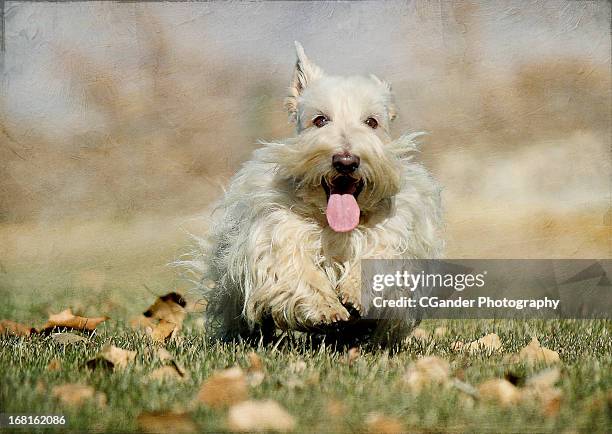 happiness of a wheaten scottish terrier - scottish terrier stock pictures, royalty-free photos & images