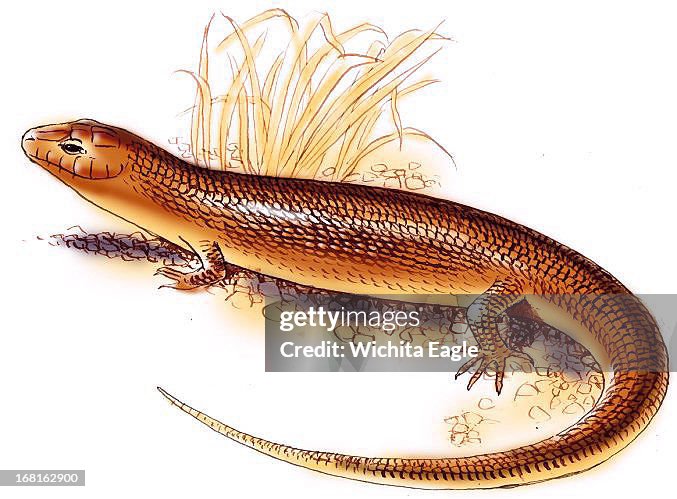 Skink