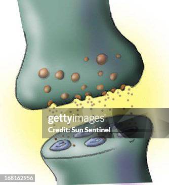 13p x 14p R. Scott Horner color illustration of nerve synapse.