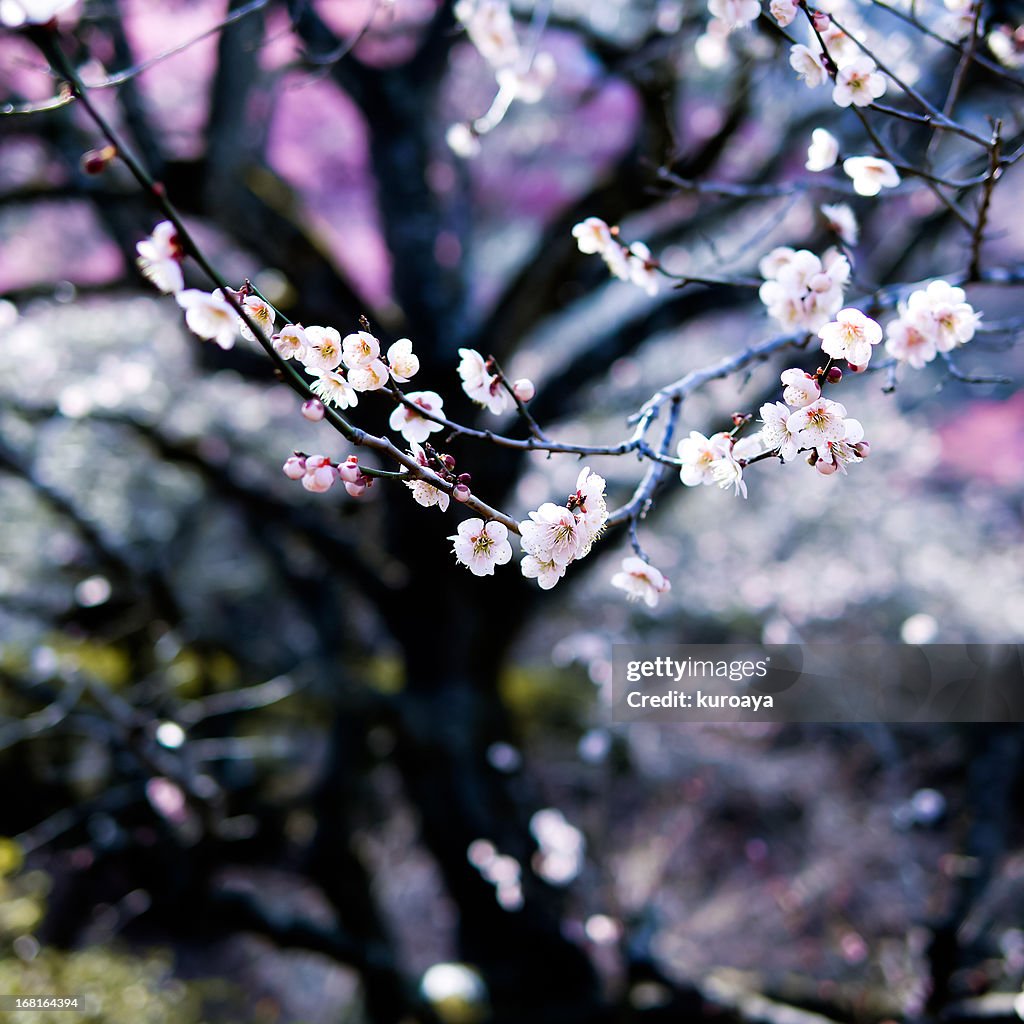 Plum blossoms