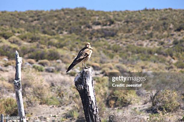 chimango caracara - chimango caracara stock pictures, royalty-free photos & images