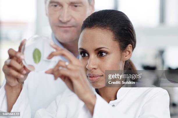 two persons examining a green leaf in laboratory - botanist stockfoto's en -beelden