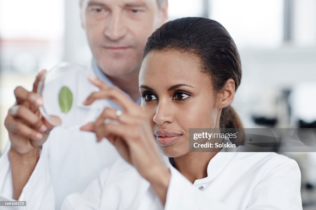 Two persons examining a green leaf in laboratory