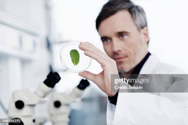 scientist examining a green leaf in laboratory - microscope view stock pictures, royalty-free photos & images