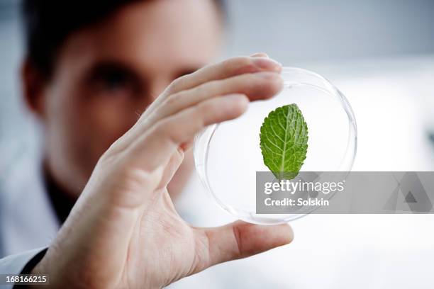 man examining a green leaf in laboratory - mint leaves stock-fotos und bilder