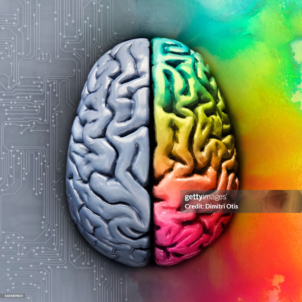 Left and right brain showing different functions