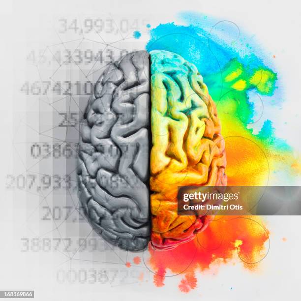 left and right brain showing different functions - endhirnhälfte stock-fotos und bilder