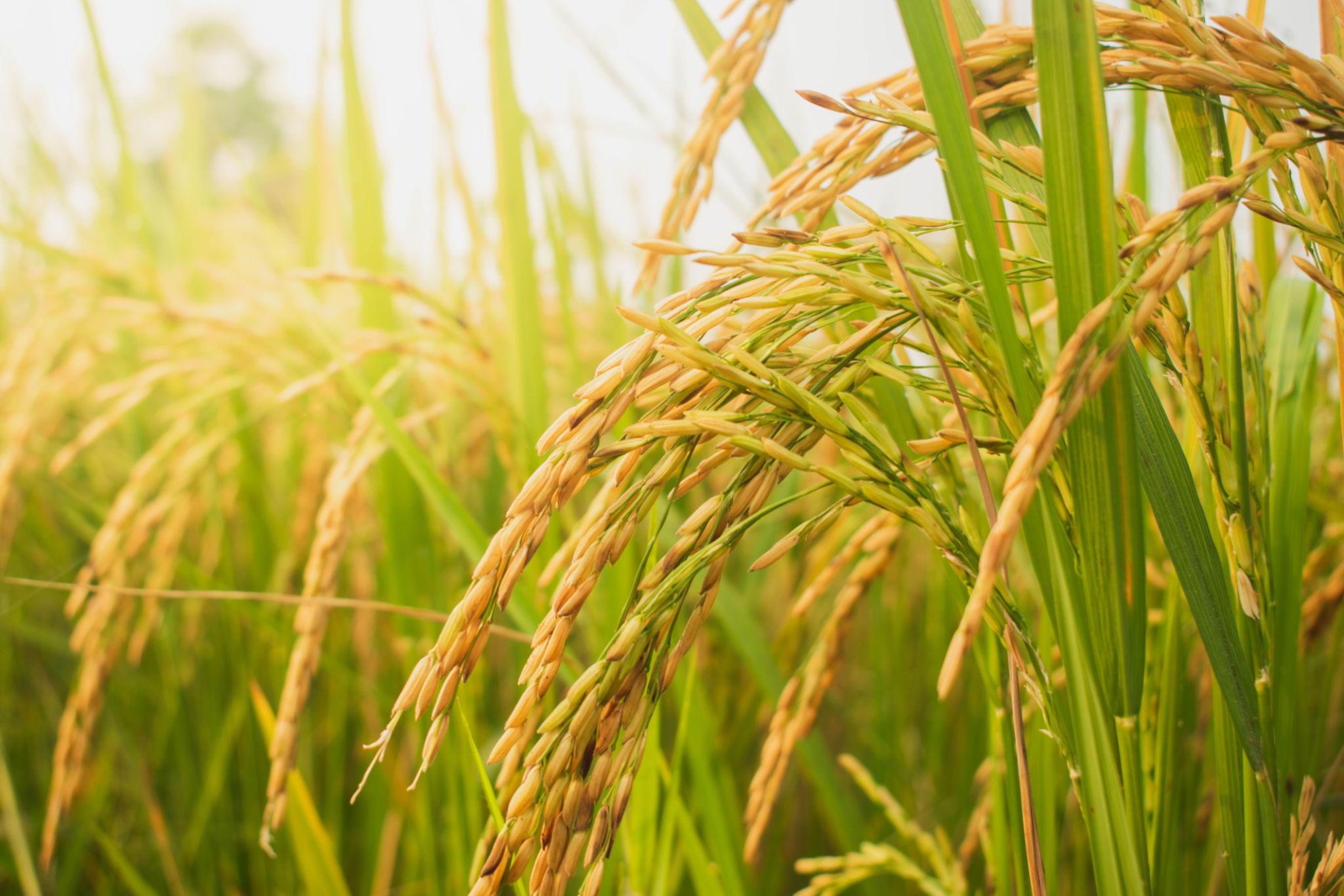 rice fields