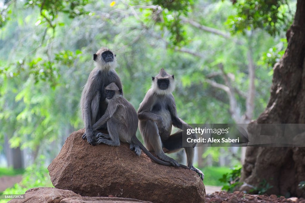 Three Hanuman langurs rest on a rock.