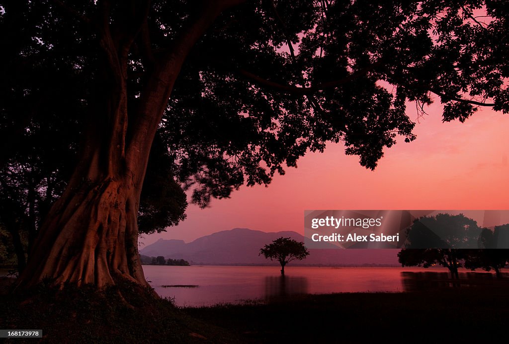 Pink light and trees at sunset at Amaya Lake.