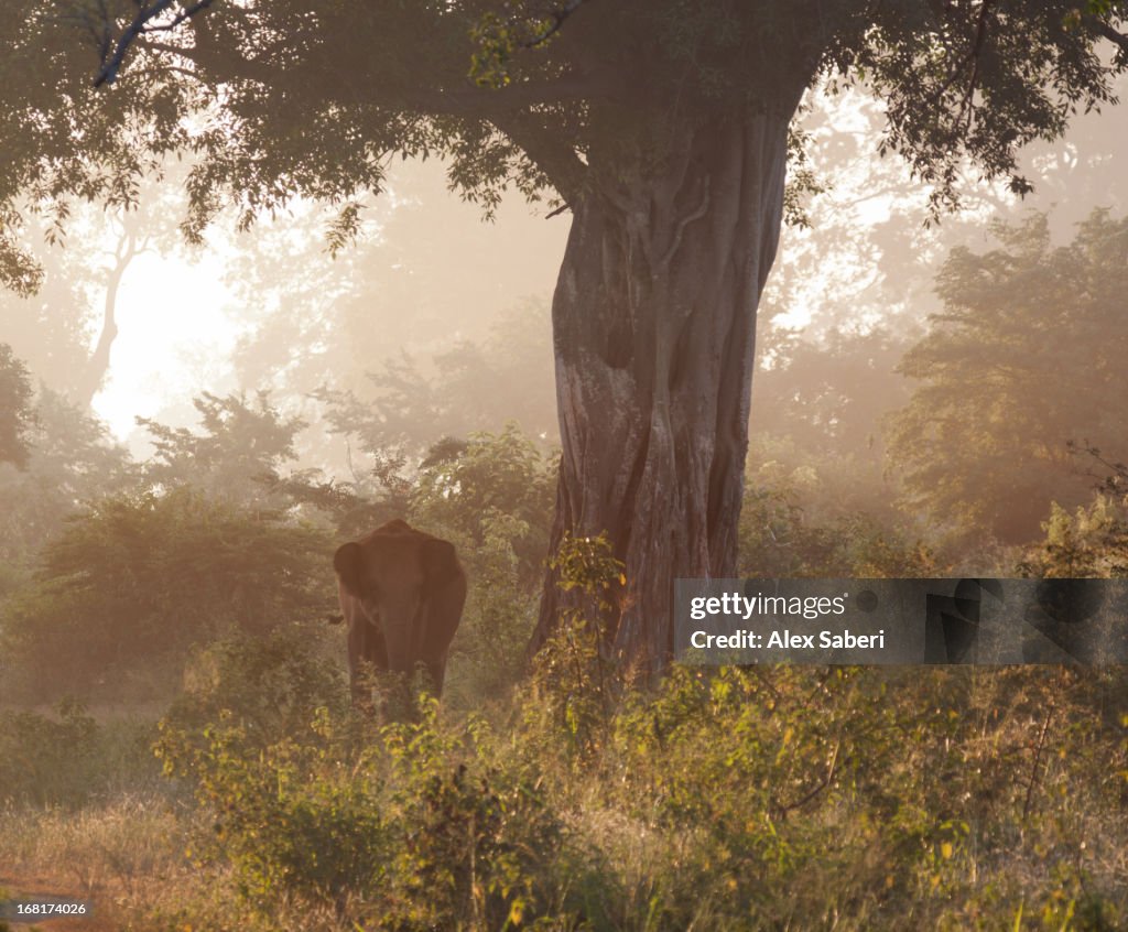 A baby Sri Lankan elephant walks through the bush in early morning.