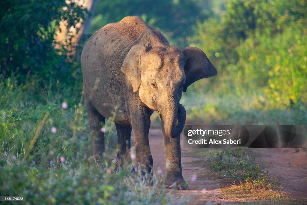 A Sri Lankan elephant walks along a path at sunrise.