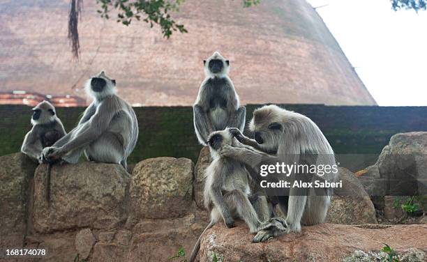 a gathering of hanuman langurs outside jethawana temple. - leaf monkey stockfoto's en -beelden
