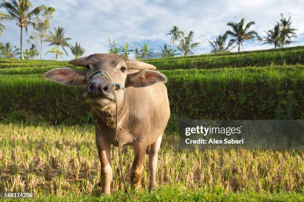 an asian water buffalo, bubalus bubalis, looking at the camera. - east java province stock pictures, royalty-free photos & images