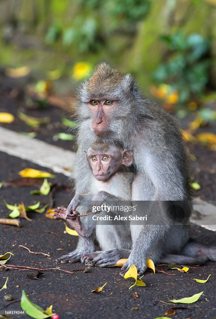 A crab-eating macaque, Macaca fascicularis, with her son.