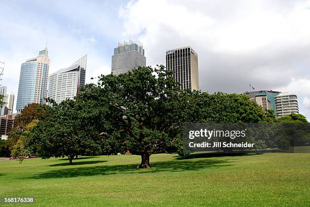 trees in the royal botanic gardens against the sydney skyline. - royal botanic gardens sydney stock-fotos und bilder