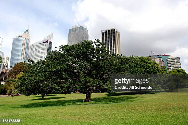 trees in the royal botanic gardens against the sydney skyline. - sydney skyline stock pictures, royalty-free photos & images