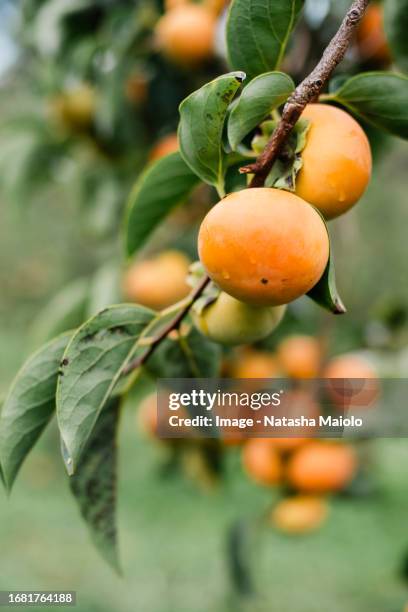 ripe persimmons hanging from tree branch - kaki stockfoto's en -beelden