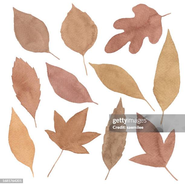 watercolor autumn leaves - dried flower stock illustrations