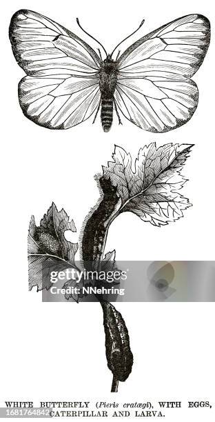 woodcut of black-veined white butterfly, aporia crataegi - aporia crataegi stock illustrations
