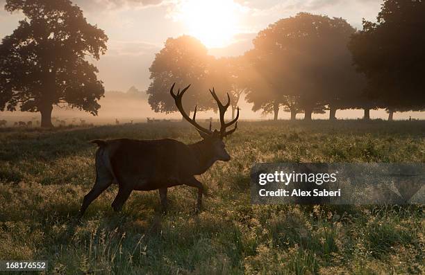 a red deer buck, cervus elaphus, and others in the distance. - richmond upon thames photos et images de collection