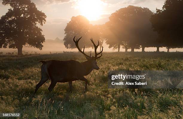 a red deer buck, cervus elaphus, and others in the distance. - richmond upon thames stock pictures, royalty-free photos & images