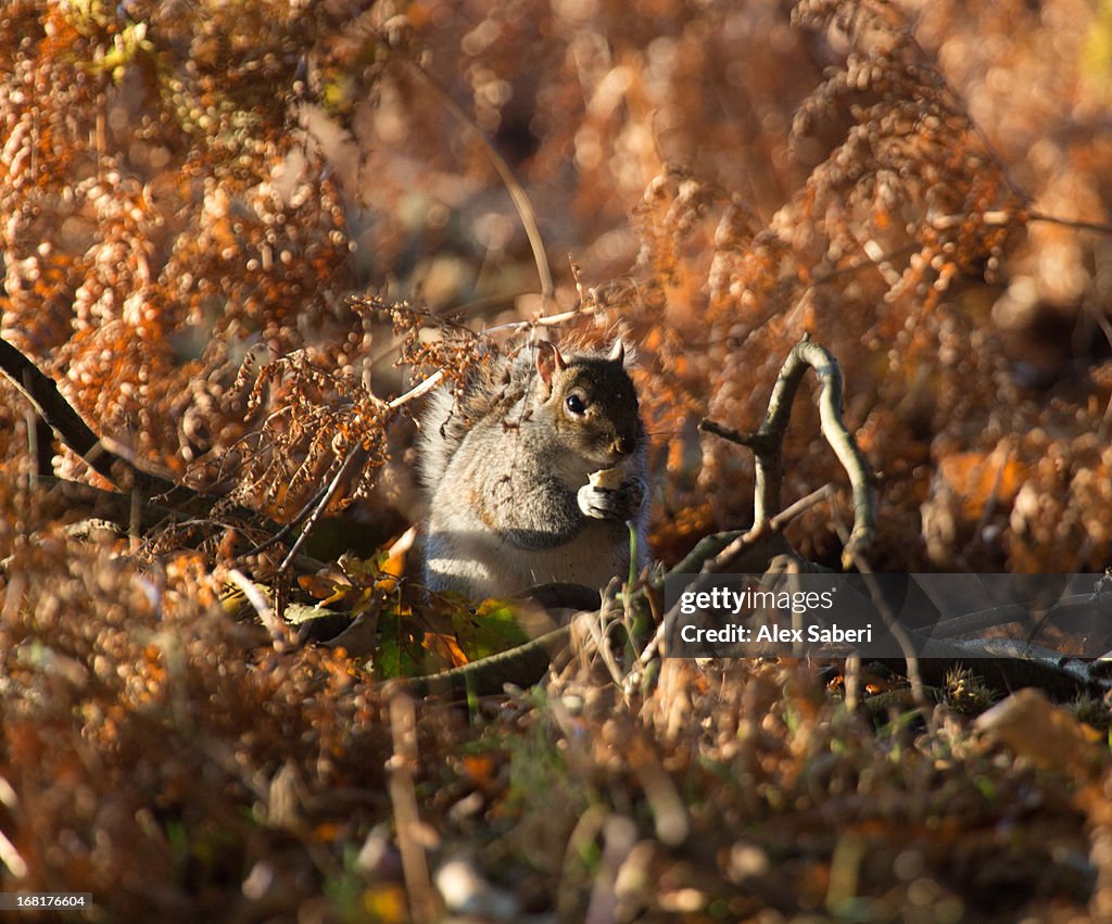 A squirrel foraging in autumn sun.