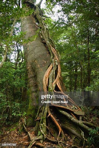 epiphyte growing on japanese cedar tree, yakushima - cryptomeria japonica stock pictures, royalty-free photos & images