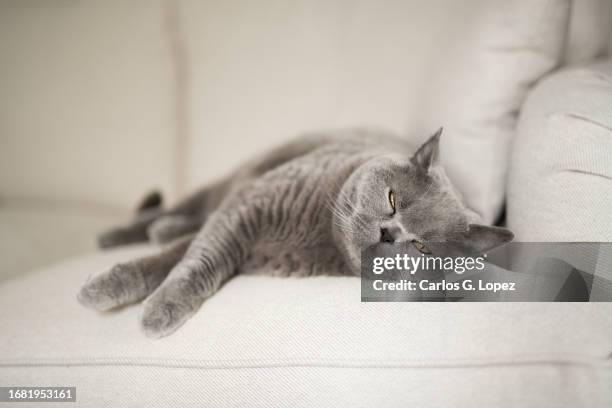 sleepy british shorthair cat lying down on a white couch with sleepy eyes almost fully closed in a house in edinburgh, scotland, uk - cat bored stock-fotos und bilder