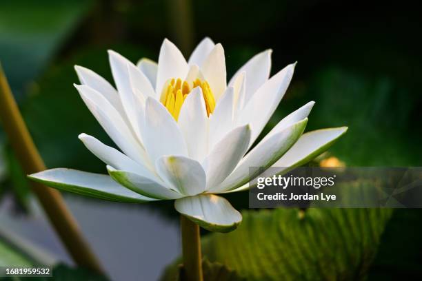 close up of a white water lily in bloom - water lily stock pictures, royalty-free photos & images