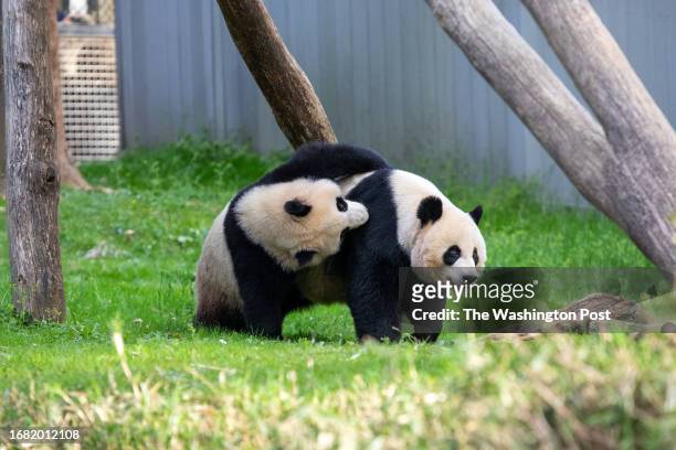 Xiao Qi Ji holds onto his mom, Mei Xiang, during the 50th anniversary celebration of the Smithsonian National Zoo's Giant Panda program on Saturday,...