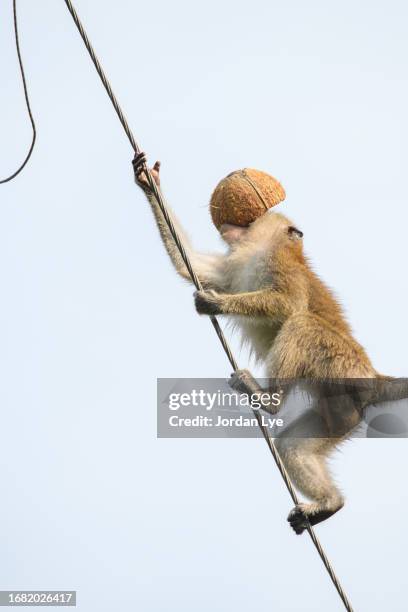 monkey climbing a cable with a coconut shell in its mouth - neuweltaffen und hundsaffen stock-fotos und bilder