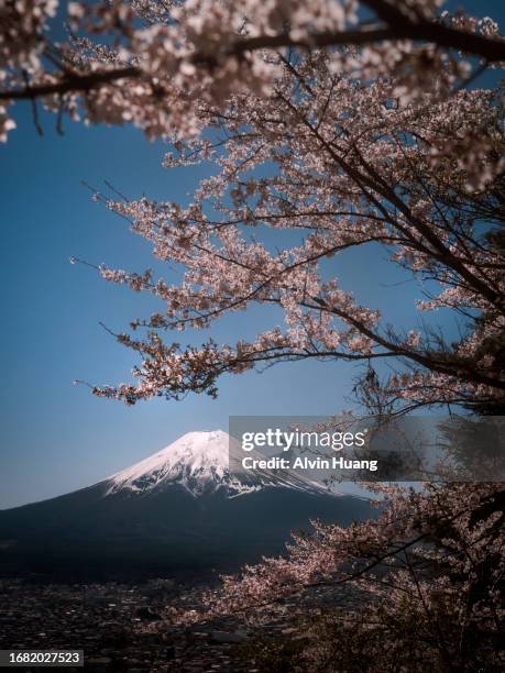 during japan's spring cherry blossom season, the blooming sakura flowers are in full bloom, set against the backdrop of japan's iconic landmark, mount fuji, captured in yamanashi prefecture. - sakura photos et images de collection