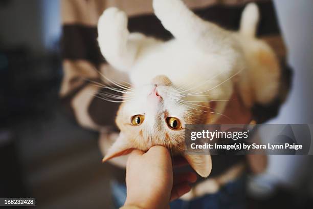 373 Sara A Cat Stock Photos, High-Res Pictures, and Images - Getty