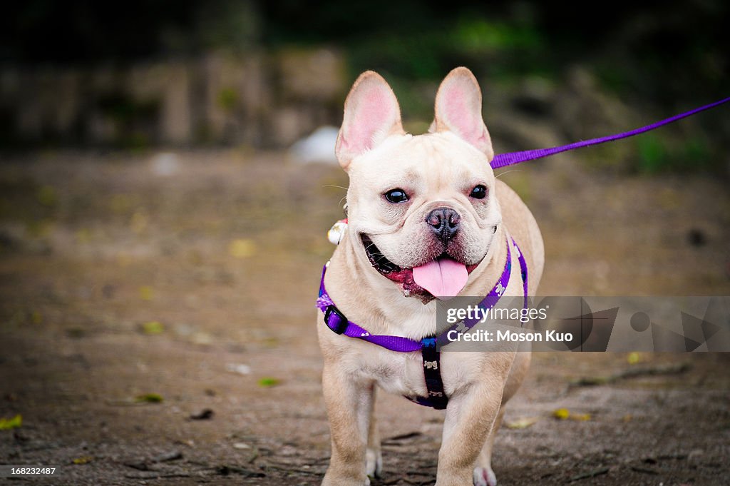 French bulldog
