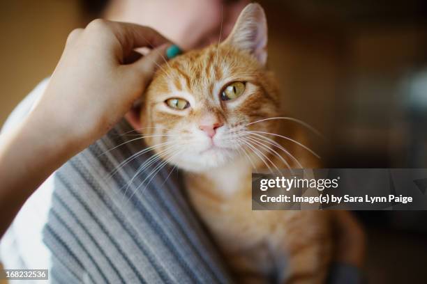 373 Sara A Cat Stock Photos, High-Res Pictures, and Images - Getty