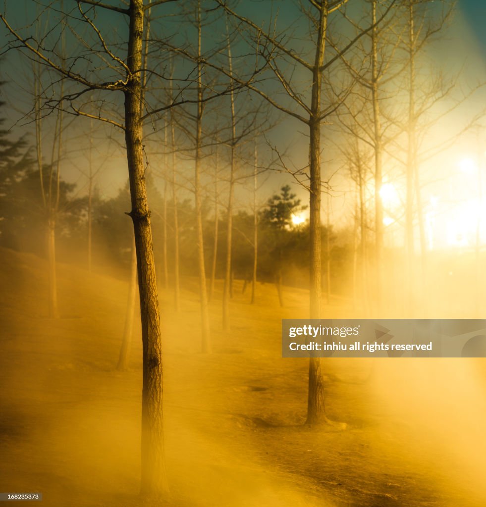 Smoky forest