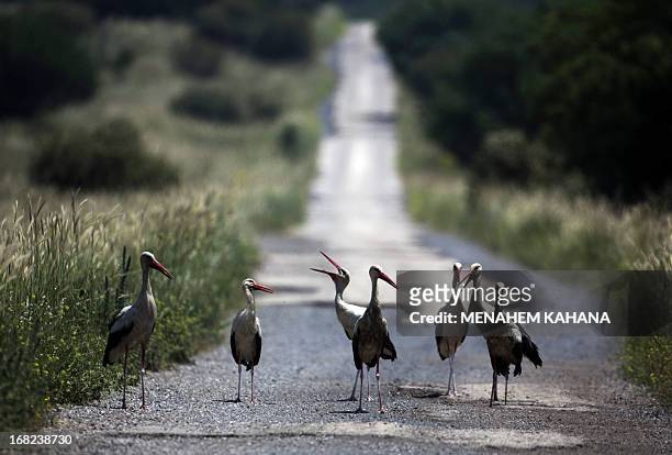 White Storks stand on a road in the Israeli annexed Golan Heights, near the border with Syria, on May 7, 2013. The birds are long-distance migrants,...