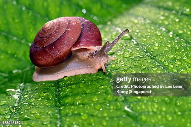 snail on raindrops - gastropod stock pictures, royalty-free photos & images